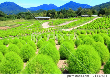 [Kagawa Prefecture] National Sanuki Mannou Park (fresh green Kokia) 71337811
