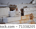 A cat with a personality like a captain 71338205