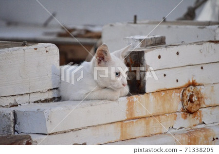 A cat with a personality like a captain A cat with a personality like a captain 71338205