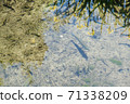 Trout swimming in a clear river 71338209