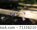 Purple flower 71338210