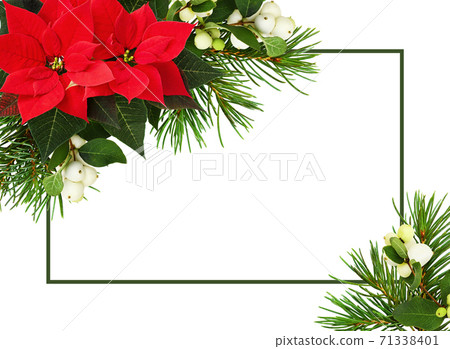 Green frame and Christmas corner arrangements with red poinsettia flowers, snowberries and pine twigs isolated on white Green frame and Christmas corner arrangements with red poinsettia flowers, snowberries and pine twigs isolated on white 71338401