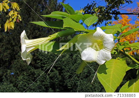 Brugmansia suaveolens,autumn in the parks of Zagreb,Croatia,Europe Brugmansia suaveolens,autumn in the parks of Zagreb,Croatia,Europe 71338803