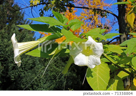 Brugmansia suaveolens,autumn in the parks of Zagreb,Croatia,Europe Brugmansia suaveolens,autumn in the parks of Zagreb,Croatia,Europe 71338804