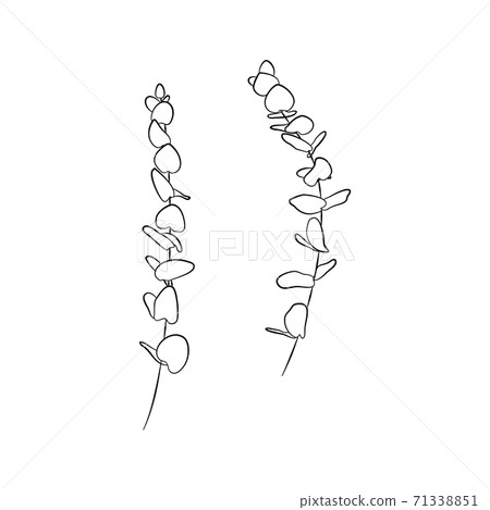 Elegant hand drawn line art eucalyptus twigs set. Isolated on white background. Stock vector Elegant hand drawn line art eucalyptus twigs set. Isolated on white background. Stock vector 71338851