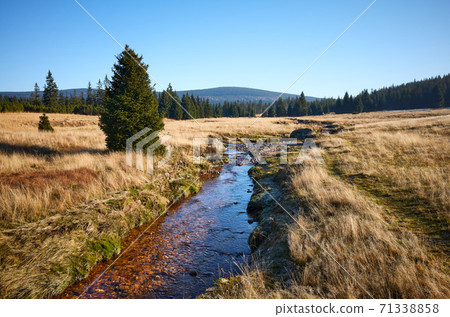 Peatland of the Izera River Valley, Poland. Peatland of the Izera River Valley, Poland. 71338858
