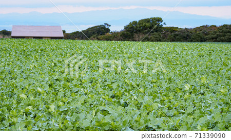 Miura's specialty radish field (some cabbage fields) Miura's specialty radish field (some cabbage fields) 71339090