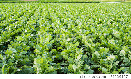 Miura's specialty radish field (some cabbage fields) 71339137