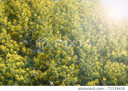 Blooming live branches of mimosa on a tree in the park. On a sunny day. Blooming live branches of mimosa on a tree in the park. On a sunny day. 71339426