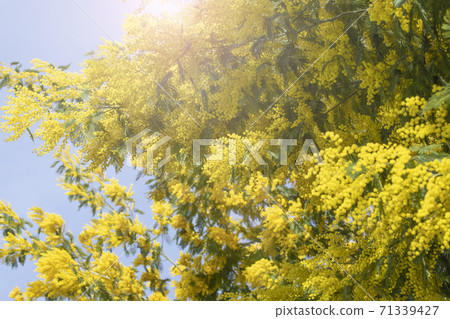 Blooming live branches of mimosa on a tree in the park. On a sunny day. 71339427