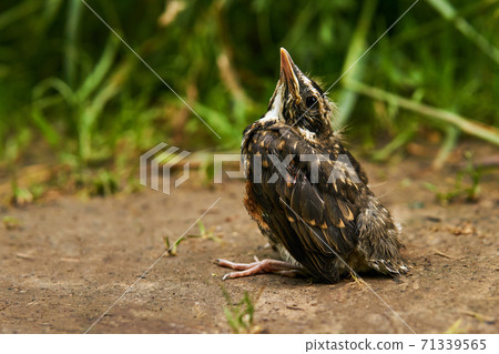 fledgling robin sitting on a path 71339565