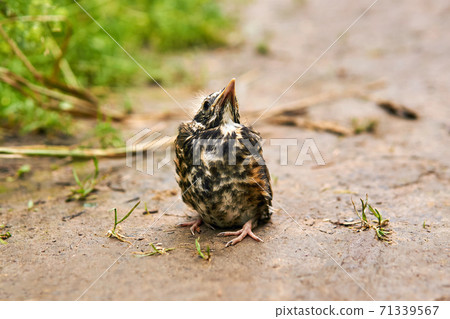 fledgling robin sitting on a path fledgling robin sitting on a path 71339567
