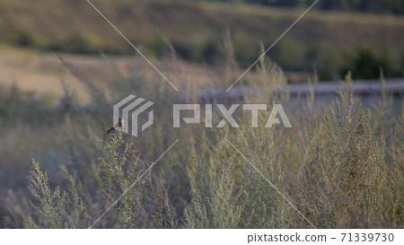 The bird is sitting on the grass. The soft light of the sunset. Bird in its natural environment. 71339730