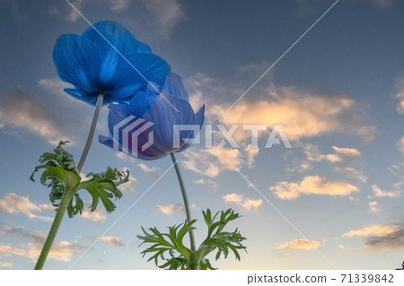 A pair of blue anemones with the sky A pair of blue anemones with the sky 71339842