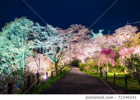 吉野山志摩千本夜櫻花照亮春天(奈良縣吉野區吉野町)2020年4月 吉野山志摩千本夜櫻花照亮春天(奈良縣吉野區吉野町)2020年4月 71340241