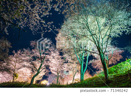 吉野山志摩千本夜櫻花照亮春天（奈良縣吉野區吉野町）2020年4月 71340242