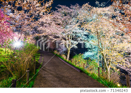 吉野山志摩千本夜櫻花照亮春天(奈良縣吉野區吉野町)2020年4月 吉野山志摩千本夜櫻花照亮春天(奈良縣吉野區吉野町)2020年4月 71340243