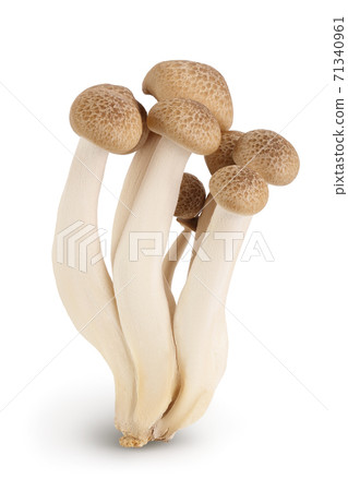 Brown beech mushrooms or Shimeji mushroom isolated on white background with clipping path and full depth of field. Brown beech mushrooms or Shimeji mushroom isolated on white background with clipping path and full depth of field. 71340961