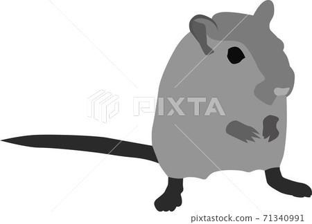 Hamster Hamster 71340991