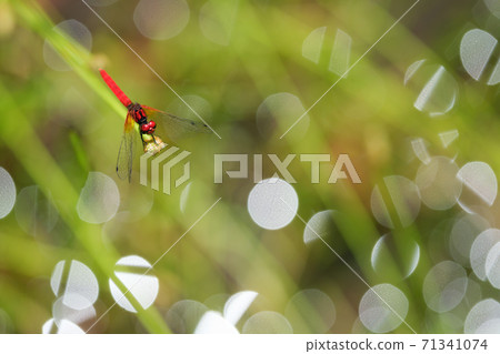 Butterfly dragonfly (male adult) Butterfly dragonfly (male adult) 71341074