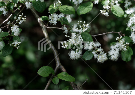 Sawafuta flowers blooming in the forest Sawafuta flowers blooming in the forest 71341107
