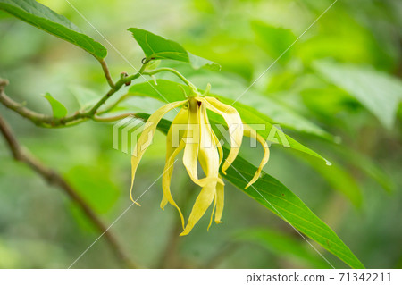 Ylang-ylang flower blooms (raw essential oil) Ylang-ylang flower blooms (raw essential oil) 71342211