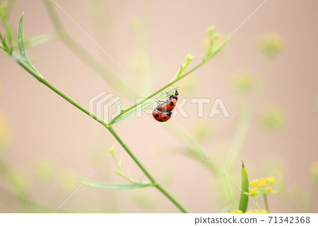 Coccinella septempunctata Li (Seven-spot ladybird, Seven-spot ladybird, scientific name: Coccinella septempunctata Li 71342368