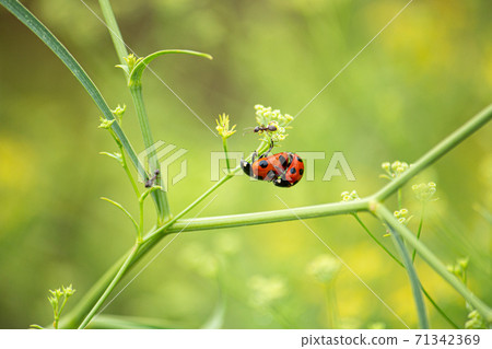 Coccinella septempunctata Li (Seven-spot ladybird, Seven-spot ladybird, scientific name: Coccinella septempunctata Li 71342369