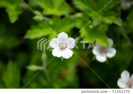 Geranium thunbergii (current evidence, scientific name: Geranium thunbergii), crude drug ingredients, herbs, autumn, Japan 71342370