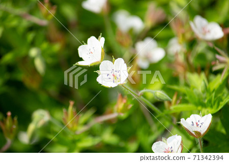 Geranium thunbergii (current evidence, scientific name: Geranium thunbergii), crude drug ingredients, herbs, autumn, sun Geranium thunbergii (current evidence, scientific name: Geranium thunbergii), crude drug ingredients, herbs, autumn, sun 71342394