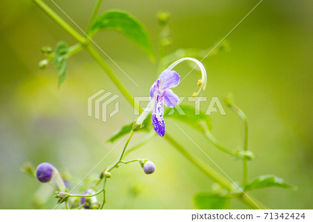 Tripora (Goose grass, Goose gold grass, scientific name: Tripora divaricata (Maxim.) P.D.C 71342424