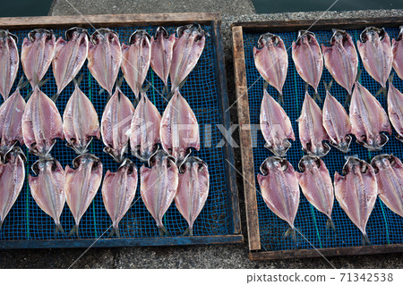 Horse mackerel sunbathing 71342538
