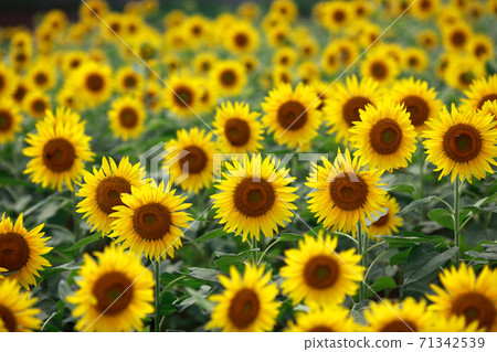 在盛開的向日葵領域 71342539