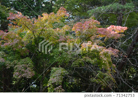 我去了板橋山大國寺97號 71342753