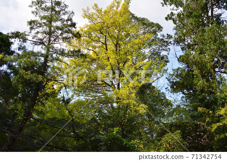 我去了Itashikiyama Daikakuji＃96 71342754