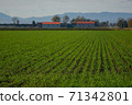 Wheat sown in autumn sprouted 71342801