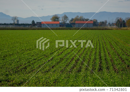 Wheat sown in autumn sprouted 71342801