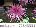 Chrysanthemum flower, large flower, tube 71343331
