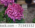 Chrysanthemum flower, large flower, pink 71343332