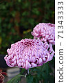 Chrysanthemum flower, large flower, light pink 71343333