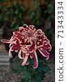 Chrysanthemum flower, large flower, red 71343334