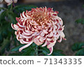 Chrysanthemum flower, large flower, light pink 71343335