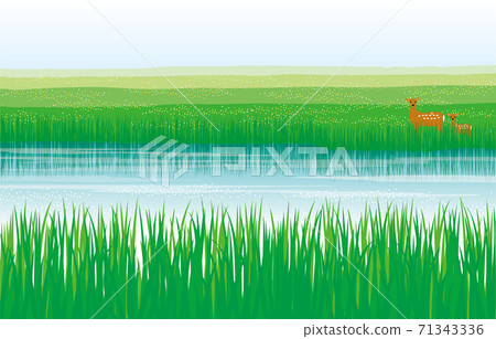 Summer marsh and deer parent and child Summer marsh and deer parent and child 71343336