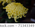 Chrysanthemum flower, large flower, yellow 71343349