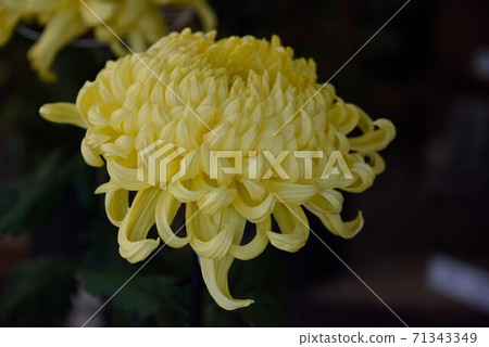 菊花花，大花，黃色 71343349