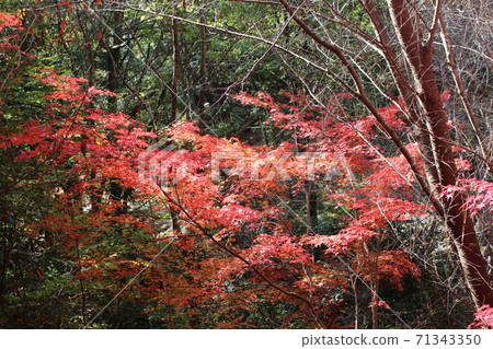 Autumn leaves Autumn leaves 71343350