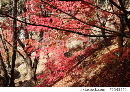 Autumn leaves Autumn leaves 71343351