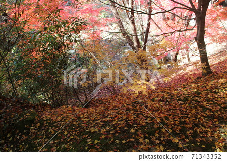 Autumn leaves Autumn leaves 71343352