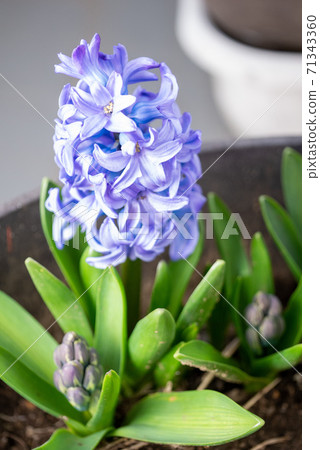 陽光明媚的三月風信子和它的芽 陽光明媚的三月風信子和它的芽 71343360
