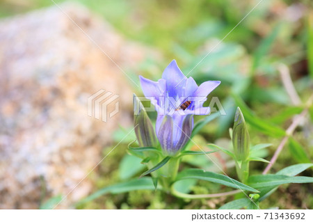 龍膽花 71343692